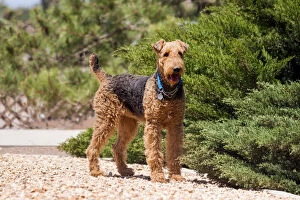 Images Dated 14th May 2007: Airedale Terrier standing by juniper bush