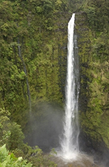Images Dated 19th March 2009: Akaka Falls, Hamakua Coast, Island of Hawaii, Hawaii, USA