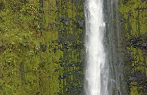 Savanah Stewart Prints: Akaka Falls, Hamakua Coast, Island of Hawaii, Hawaii, USA