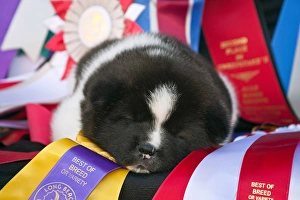 Sweet Prints: Akita Puppy Dreams