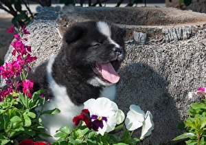 Akita Puppy in the flowers