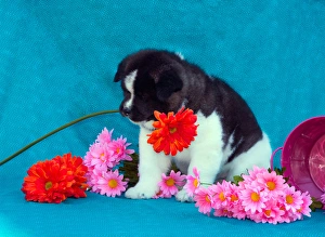 Images Dated 21st February 2014: Akita Puppy with flowers