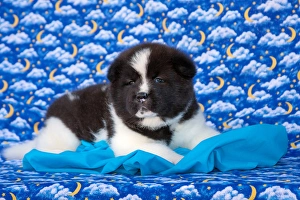 Palm Desert Prints: Akita Puppy with moons and stars
