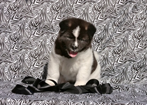Images Dated 21st February 2014: Akita Puppy sitting in black and white
