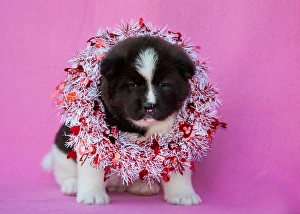 Palm Desert Prints: Akita Puppy on Valentines Day