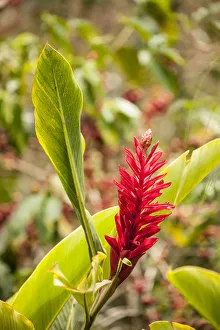 Alajuela Prints: Alajuela Poas Volcano area of Costa Rica. Red ginger plant in flower