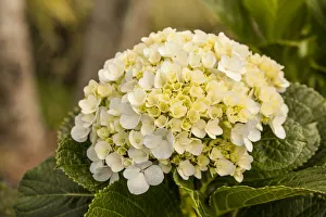 Images Dated 17th January 2014: Alajuela Poas Volcano area of Costa Rica. Hydrangea flower close-up