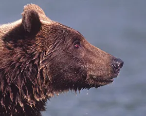 Charles Sleicher Prints: Alaska. Alaskan Brown Bear