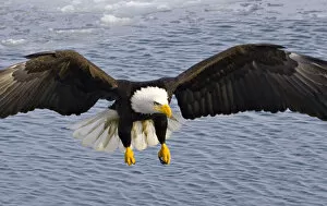 Images Dated 26th February 2006: Alaska. Bald Eagle (Haliaeetus leucocephalus)