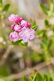 Images Dated 24th May 2010: Alaska. Bog-laurel / bog laurel (Kalmia polifolia) Ideal Cove area of Southeast Alaska