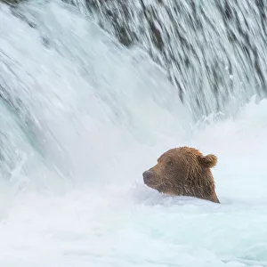 Janet Muir Prints: Alaska, Brooks Falls. Grizzly bear swims at the base of the falls