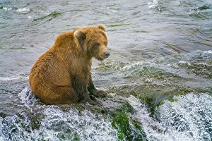 Juvenile Prints: Alaska, Brooks Falls. A grizzly cub sits at the top of the waterfall