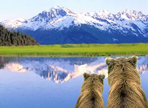 USA, North America, Alaska Gallery: Alaska Brown Bears (Ursus arctos) Alaska, Digital Composite
