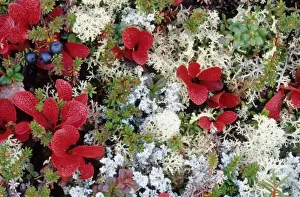 Forest Floor Prints: Alaska, Denali National Park, Arctic tundra is a treeless area except for a few small shrubs