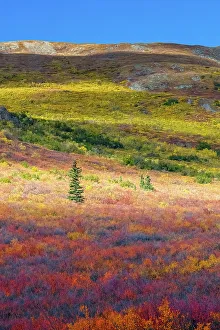 Images Dated 29th April 2022: Alaska, Denali National Park. Autumn landscape