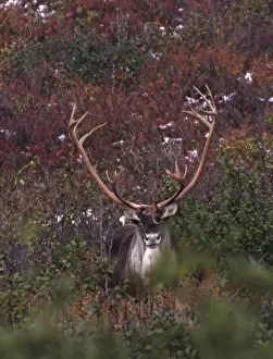 Images Dated 11th August 2009: Alaska, Denali National Park. Barren ground caribou bull (Rangifer arcticus) on tundra in September