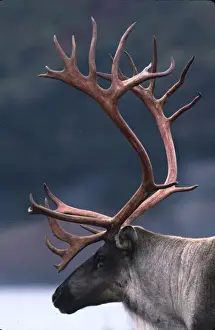 Velvet Prints: Alaska, Denali National Park. Barren ground caribou bull (Rangifer arcticus) on tundra in September