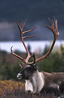 Images Dated 11th August 2009: Alaska, Denali National Park. Barren ground caribou bull (Rangifer arcticus) on tundra in September