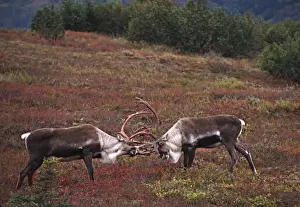 Alaska, Denali National Park. Barren ground caribou bull (Rangifer arcticus) on tundra in September
