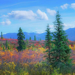 Janet Muir Prints: Alaska, Denali National Park. Fall landscape with fall colors