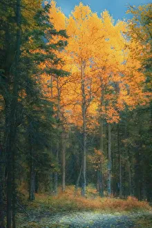 Janet Muir Prints: Alaska, Denali National Park. Fall landscape highlighting orange aspen tree