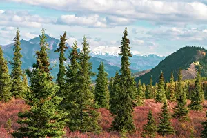 Janet Muir Prints: Alaska, Denali National Park. Fall landscape with pine trees and mountain snow