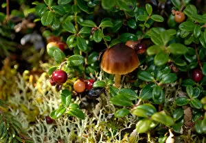 Images Dated 8th September 2006: Alaska, Denali National Park, Hidden World, Mushroom, Berries, Lichens