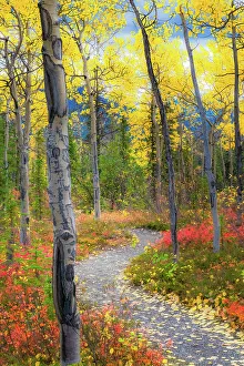 Images Dated 29th April 2022: Alaska, Denali National Park. A hiking trail through fall foliage