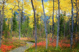 Janet Muir Prints: Alaska, Denali National Park. Path along a colorful fall landscape