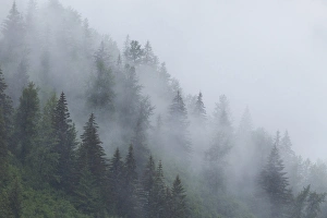 Alaska Prints: Alaska, Glacier Bay National Park. Fog shrouds trees on steep slopes in the Tongass