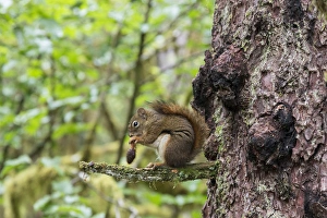 Images Dated 13th July 2015: Alaska, Glacier Bay National Park. American Red Squirrel (Tamiasciurus hudsonicus)