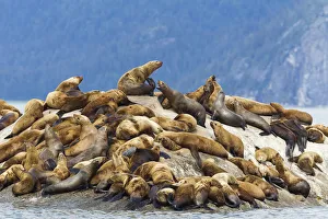 Alaska, Glacier Bay. Stellar sea lions (eumetopias jubatus), hauled out to warm up