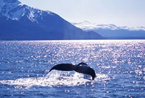Images Dated 20th April 2006: Alaska, Humpback Whale