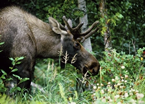 Images Dated 21st May 2010: Alaska, Icy Bay. Bull moose grazing in the woods