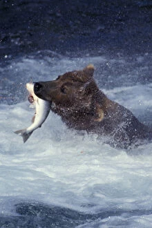 Alaska, Kati Alaska brown bear feeds on salmon in the Brooks River