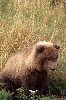 Watch Prints: Alaska, Katmai