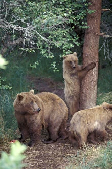 Images Dated 29th August 2003: Alaska, Katmai National Park Grizzly cubs in woods by spruce tree