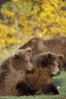 Alaska, Katmai National Park and Preserve Twin yearling brown bear cubs sit together