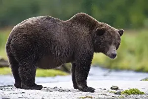 Images Dated 10th September 2008: Alaska. Katmai NP. Coastal Brown Bear fishing for salmon