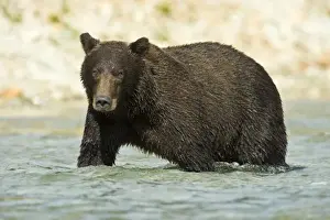 Images Dated 5th September 2008: Alaska. Katmai NP. Coastal Brown Bear fishing for salmon