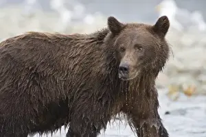 Images Dated 4th September 2008: Alaska. Katmai NP. Coastal Brown Bear fishing for salmon