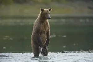 Images Dated 9th September 2008: Alaska. Katmai NP. Coastal Brown Bear fishing for salmon