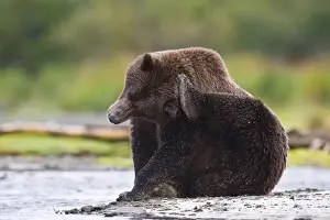 Scratching Prints: Alaska. Katmai NP. Coastal Brown Bear taking a break while fishing for salmon