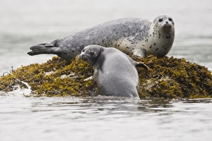Images Dated 7th September 2008: Alaska. Katmai NP. Harbor Seals