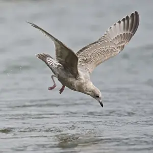 Wing Span Prints: Alaska. Katmai NP. Immature Mew Gull fishing for salmon eggs
