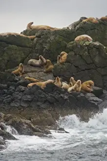 Images Dated 9th September 2008: Alaska. Katmai NP. Steller Sea Lions in the Shelikof Strait