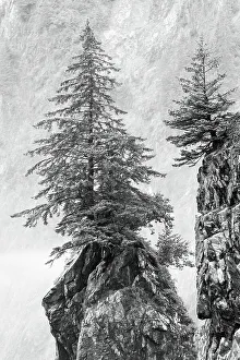 Monolith Prints: Alaska, Kenai Peninsula. Black and white image of pine tree on a monolith