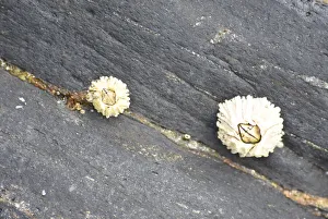 Ketchikan Prints: Alaska, Ketchikan, barnacle close-up