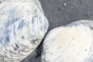 Ketchikan Prints: Alaska, Ketchikan, clam shells on beach