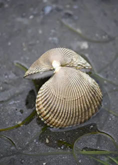 Images Dated 18th August 2020: Alaska, Ketchikan, cockle shell on beach